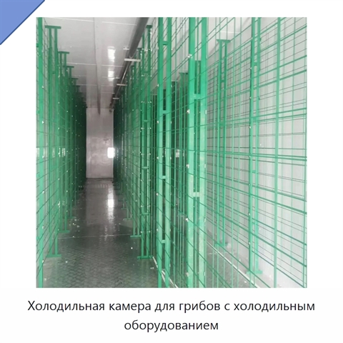 Холодильная камера для грибов с холодильным оборудованием