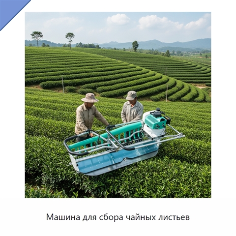 Машина для сбора чайных листьев
