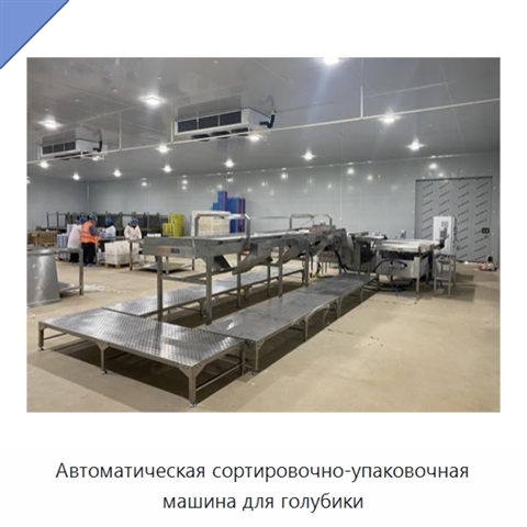 Автоматическая сортировочно-упаковочная машина для голубики