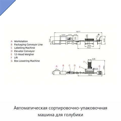 Автоматическая сортировочно-упаковочная машина для голубики